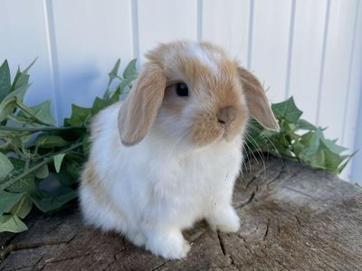 Purebred Holland Lop Boy (fully pedigreed)