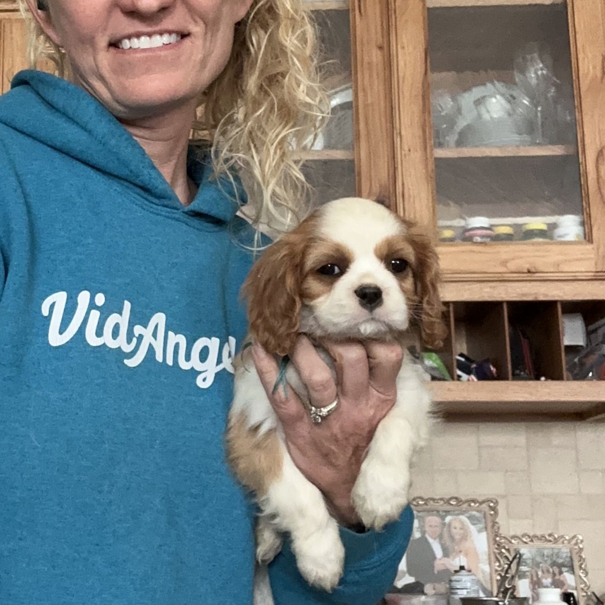 Imported AKC Cavalier King Charles Spaniel puppy
