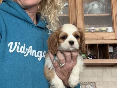 Imported AKC Cavalier King Charles Spaniel puppy