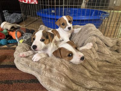 Jack Russell Terrier Puppies