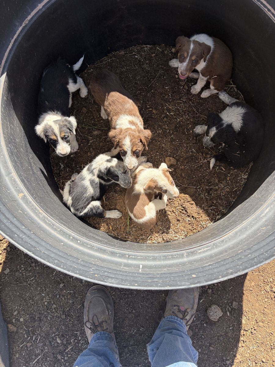 Free puppies
