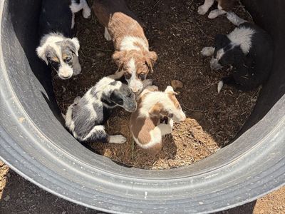 Free puppies