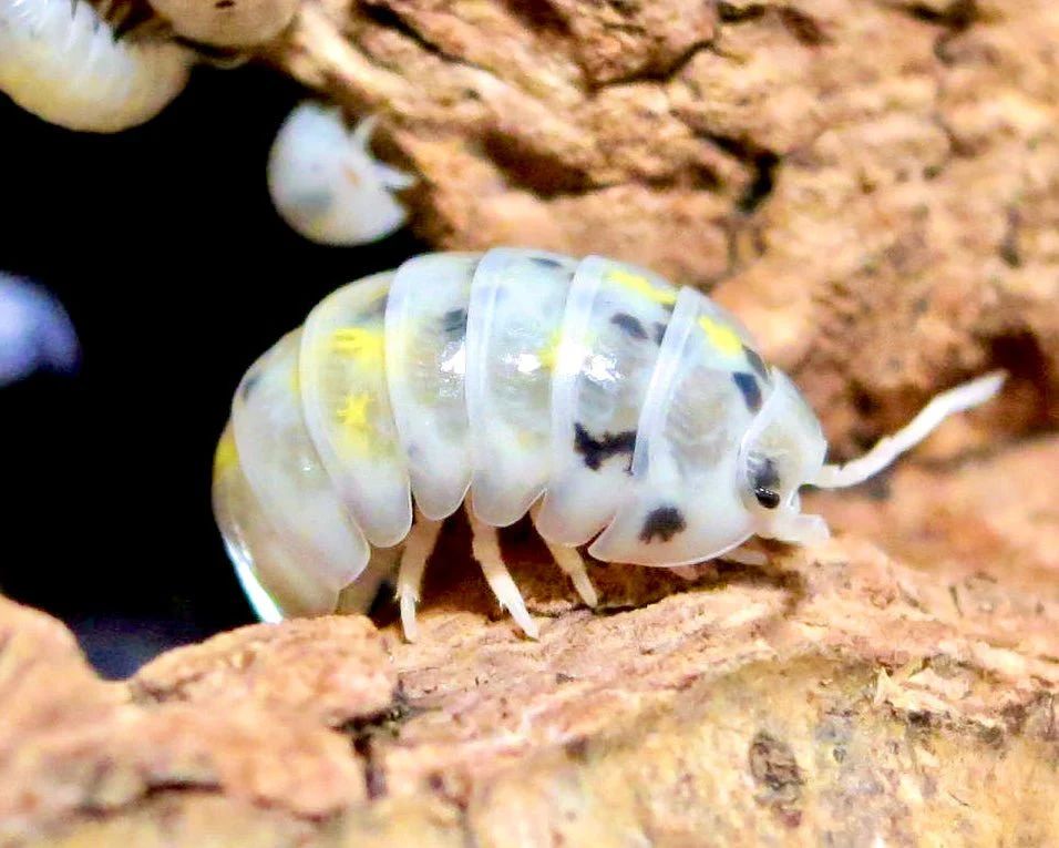 Magic Potion Isopods