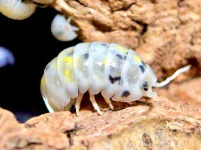 Magic Potion Isopods