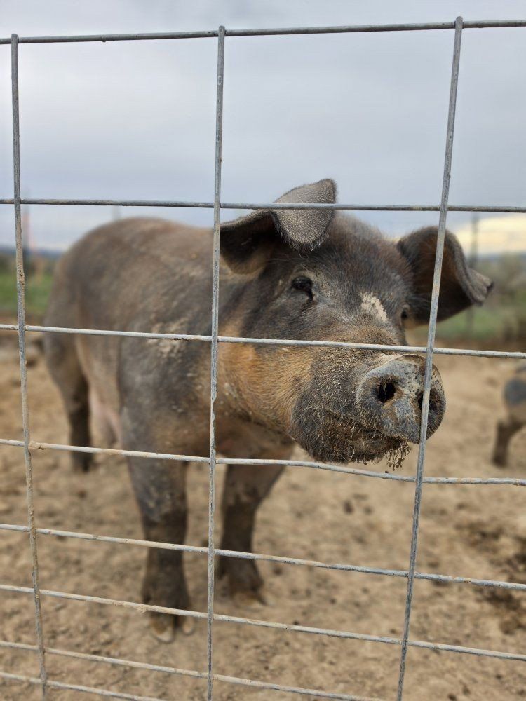 Purebred Duroc sow 