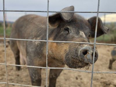 Purebred Duroc sow