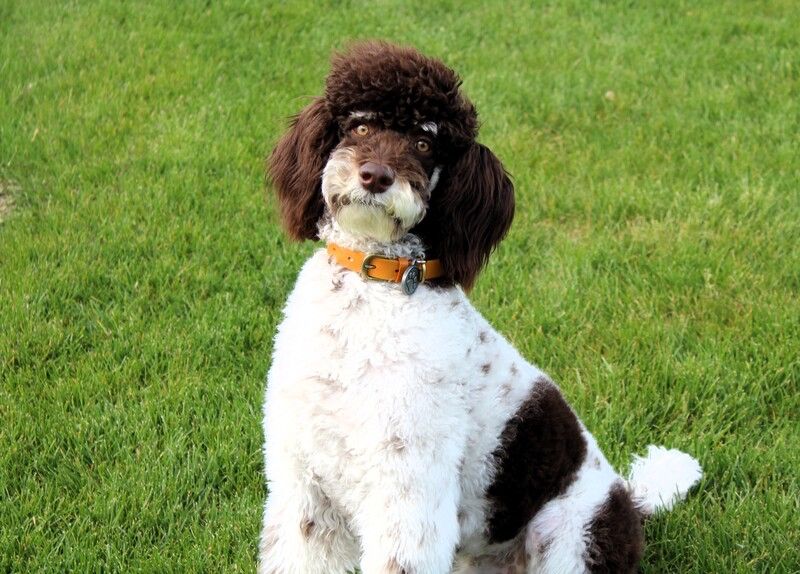 Purebred Standard Poodle Puppies