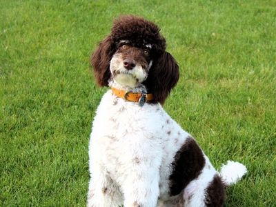 Purebred Standard Poodle Puppies