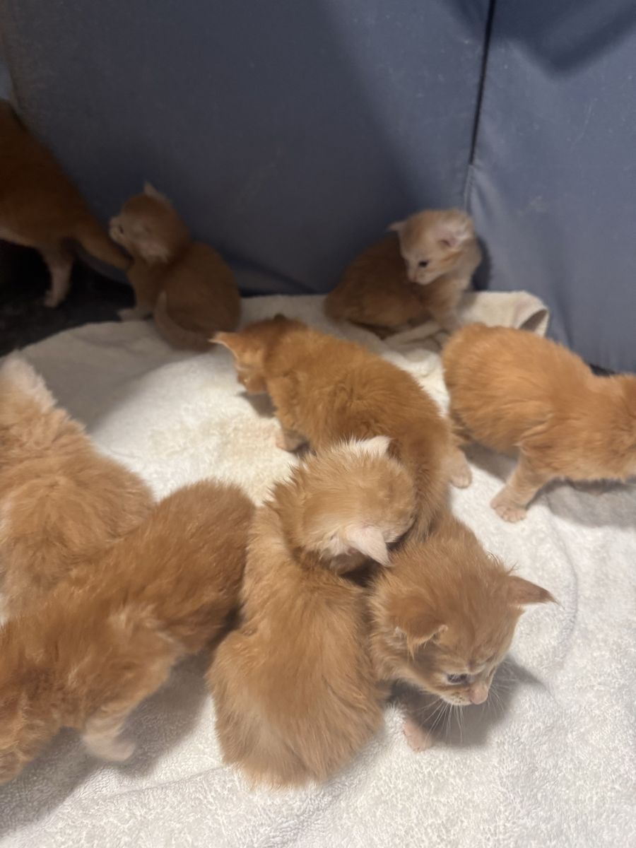 Maine Coon Kittens - TICA and CFA Registered Red Litter