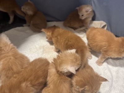 Maine Coon Kittens - TICA and CFA Registered Red Litter