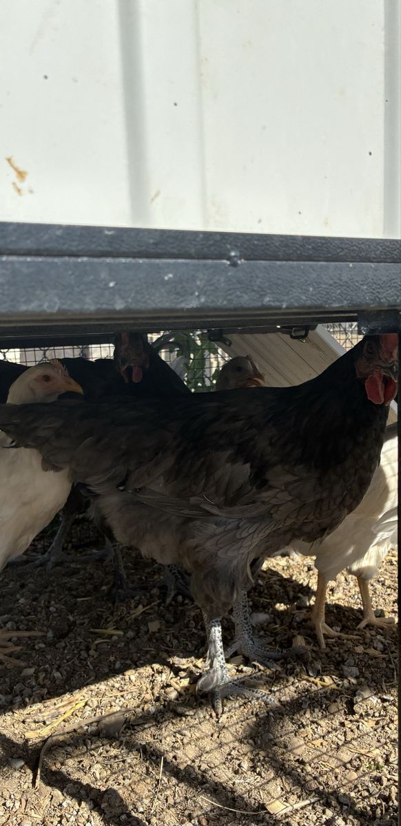 Roosters