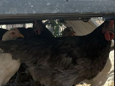 Roosters