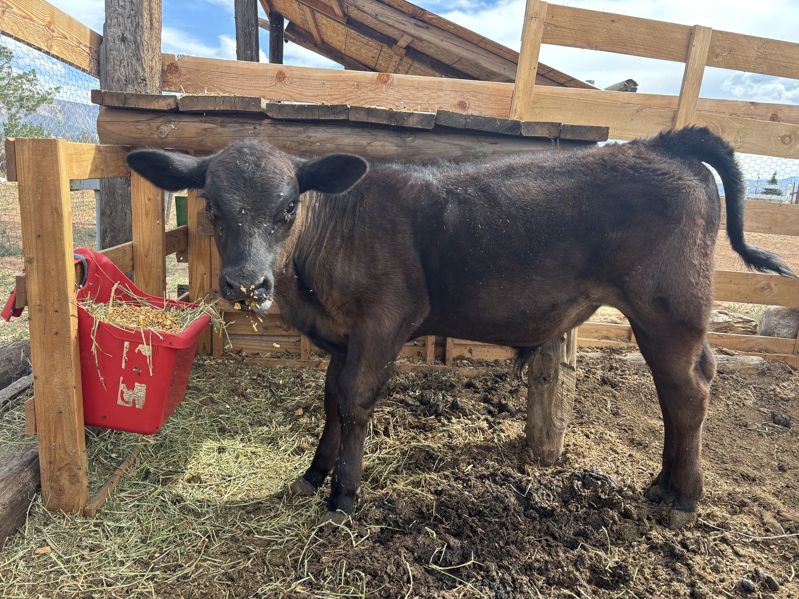 Steer Calf