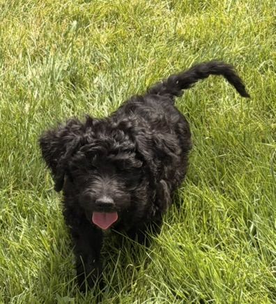 Adorable Goldendoodle Puppies - Hypoallergenic, Ready for New Homes!