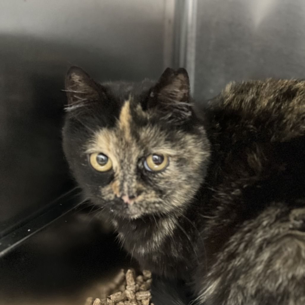 Hello my name is Armani