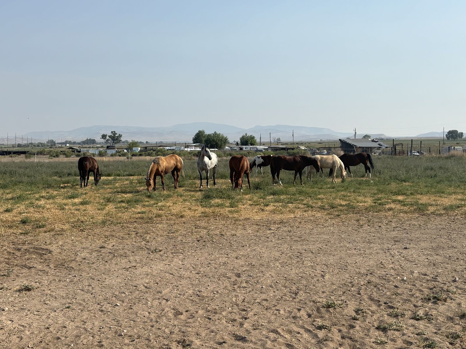 Colt Starting And Horse Conditioning