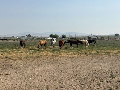 Colt Starting And Horse Conditioning