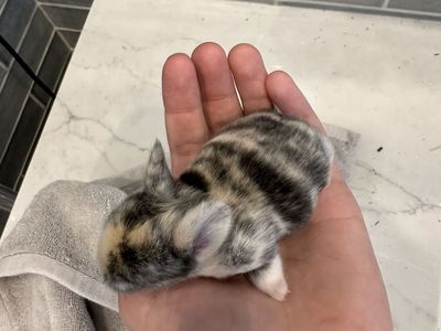 Purebred Holland Lops