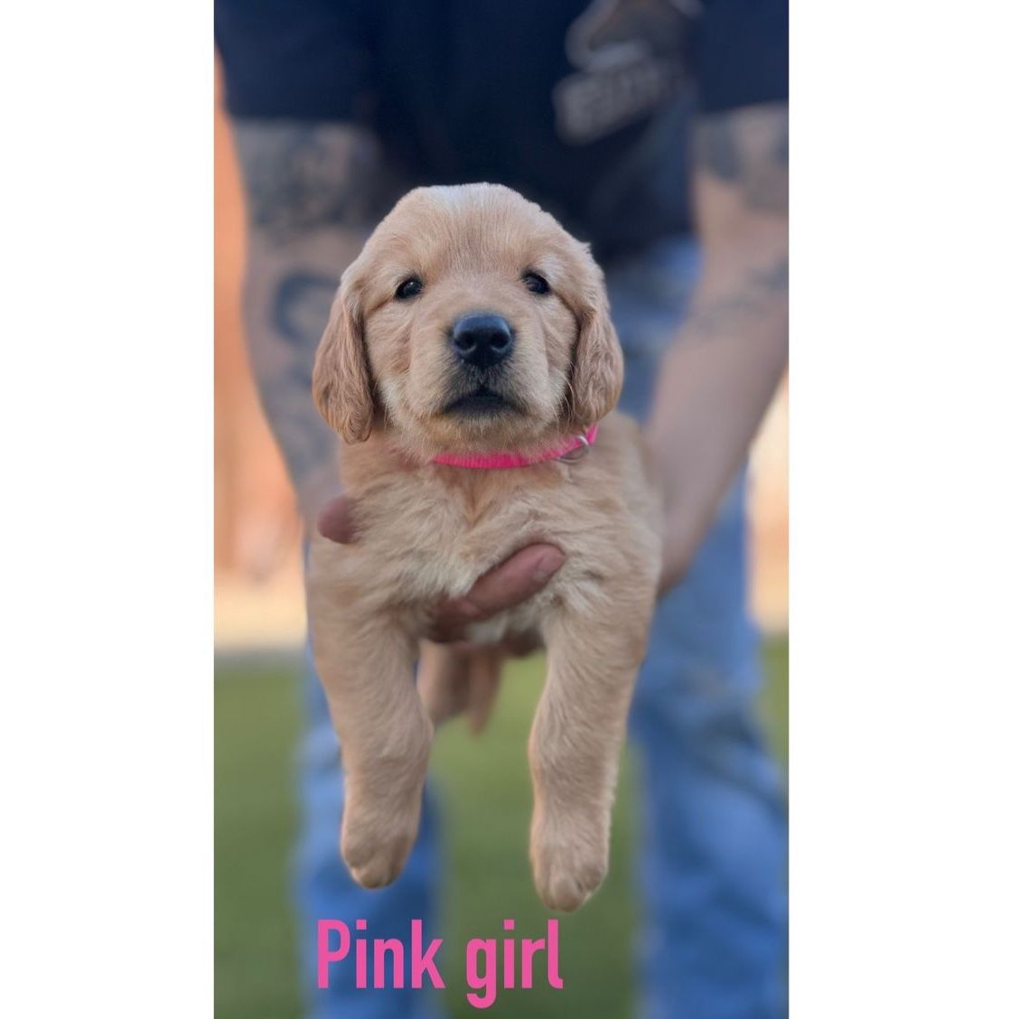 Adorable AKC Registered Golden Retriever Puppy -Female Available