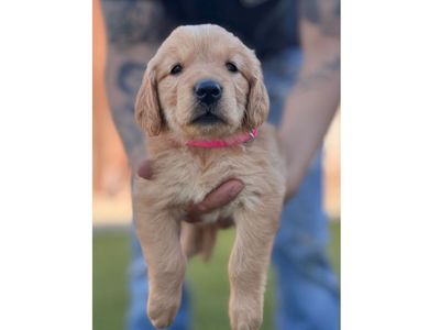 Adorable AKC Registered Golden Retriever Puppy -Female Available
