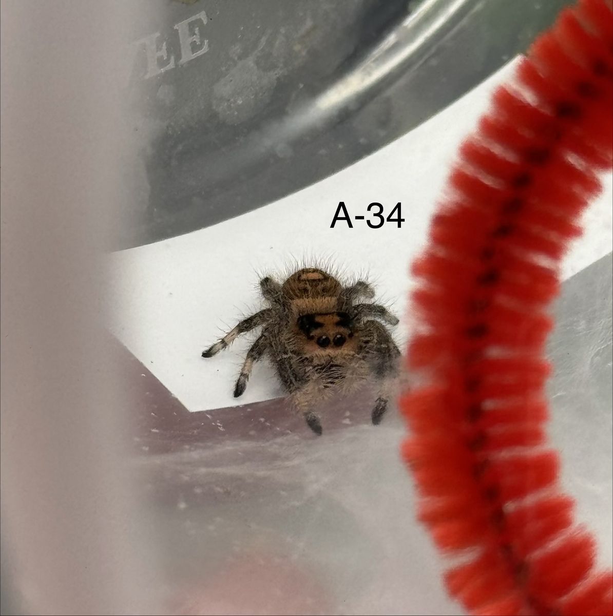 Juvenile Female Regal Jumping spiders
