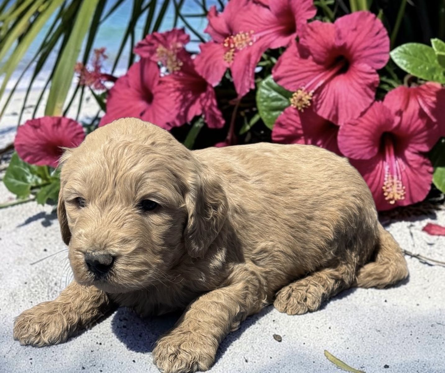 Goldendoodle Puppies — Family Raised, Hypoallergenic, Ready Now!