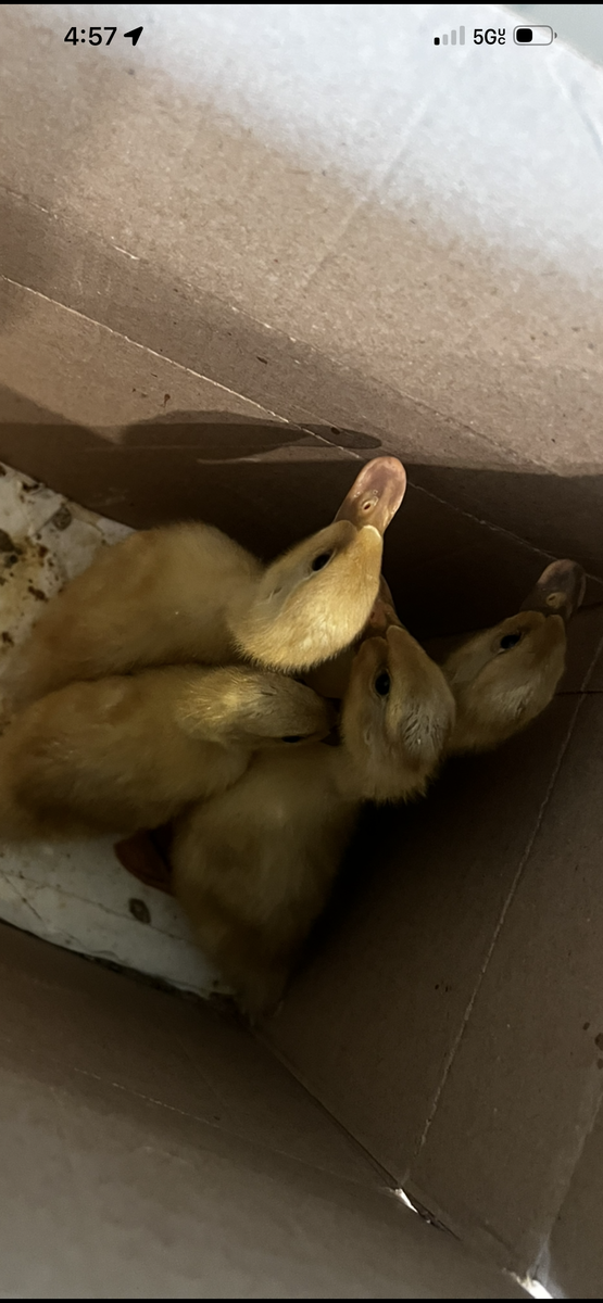 4 Indian runner/ buff Orpington ducklings