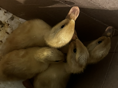 4 Indian runner/ buff Orpington ducklings