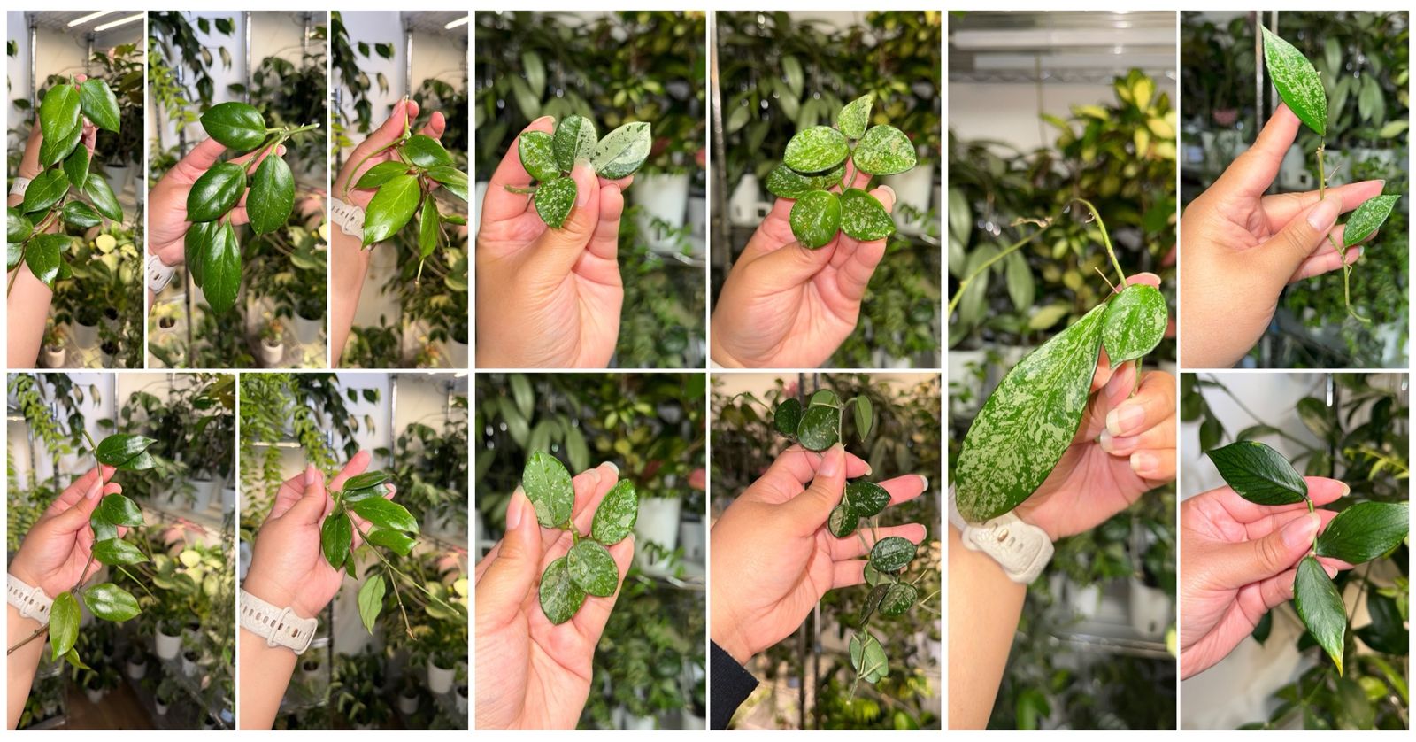 Hoya Plant Bundle - 13 Cuttings