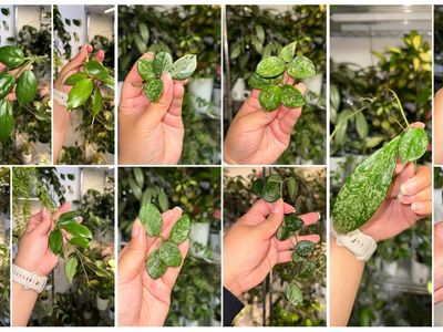 Hoya Plant Bundle - 13 Cuttings