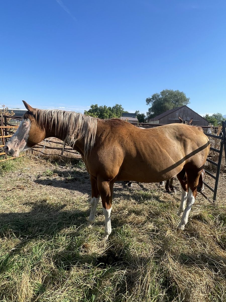 8 year old Aqha mare