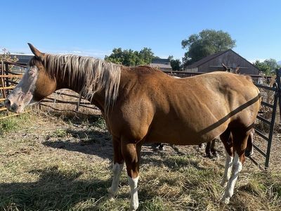 8 year old Aqha mare