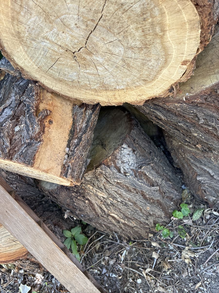 Elm tree firewood