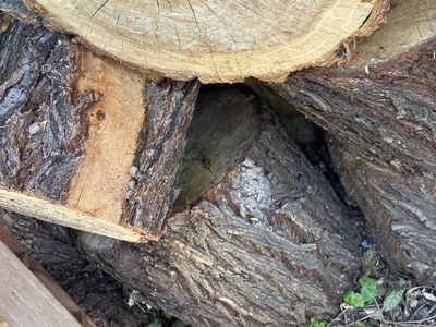 Elm tree firewood