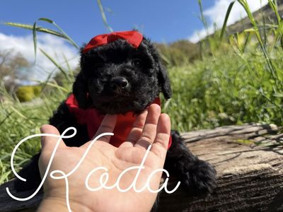 AKC mini poodle puppies