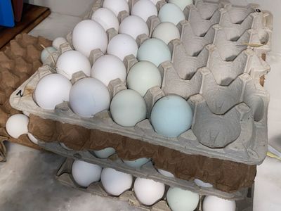 Unwashed farm fresh eggs