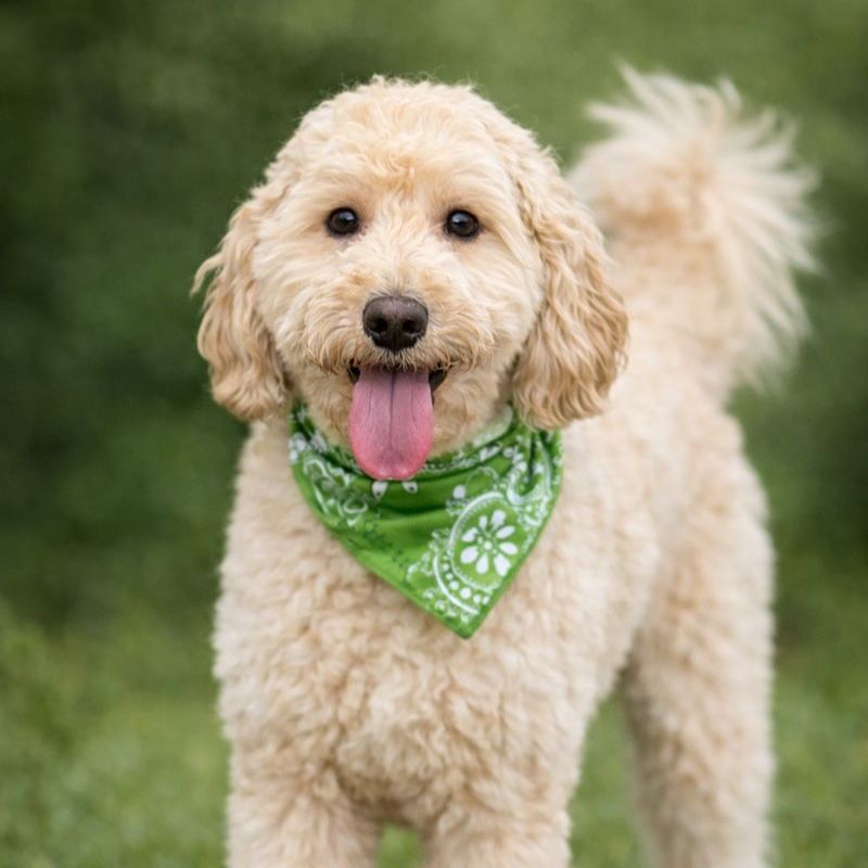 Healthy Goldendoodle stud GANA Gold