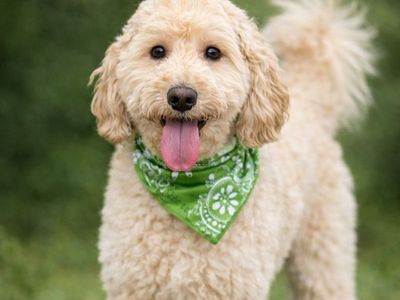 Healthy Goldendoodle stud GANA Gold
