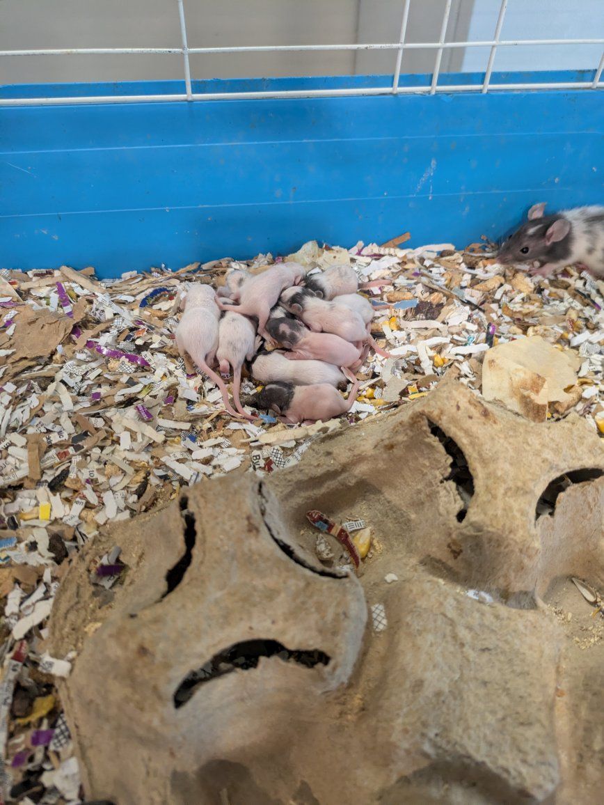 Breeders feeders and pets