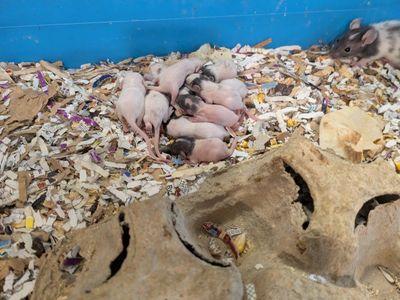 Breeders feeders and pets