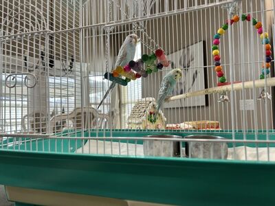 2 Parakeets With Cage And Food