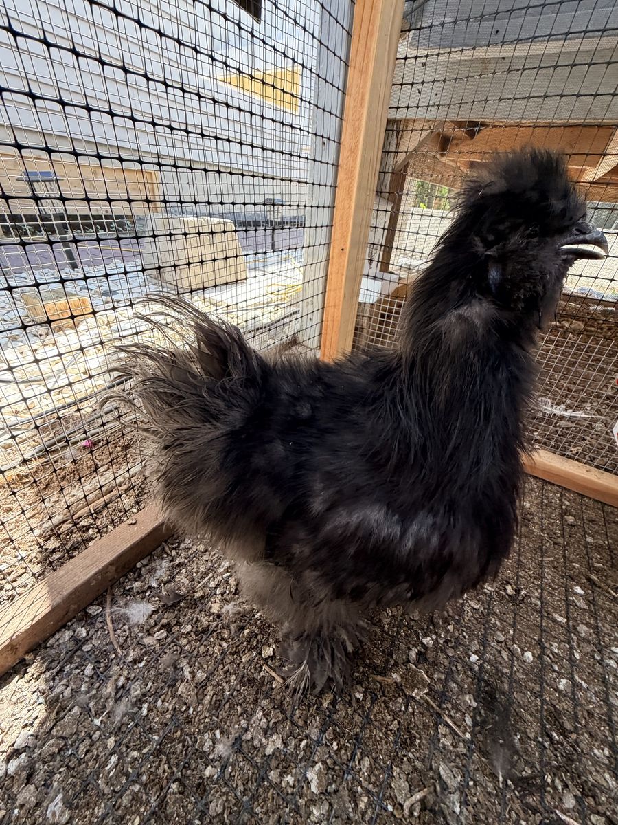 Young Silkie rooster
