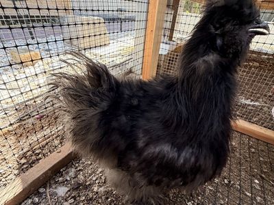 Young Silkie rooster