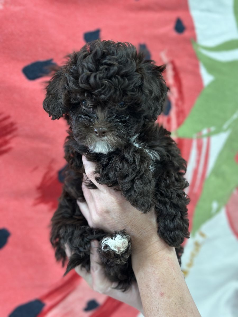 Toy brown tuxedo tri color shi-poo