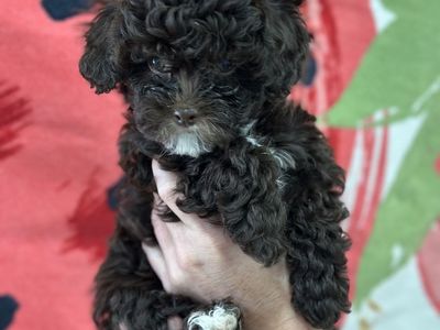 Toy brown tuxedo tri color shi-poo