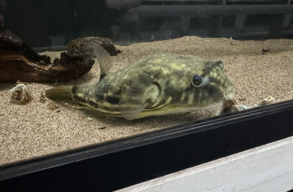 Fahaka Pufferfish