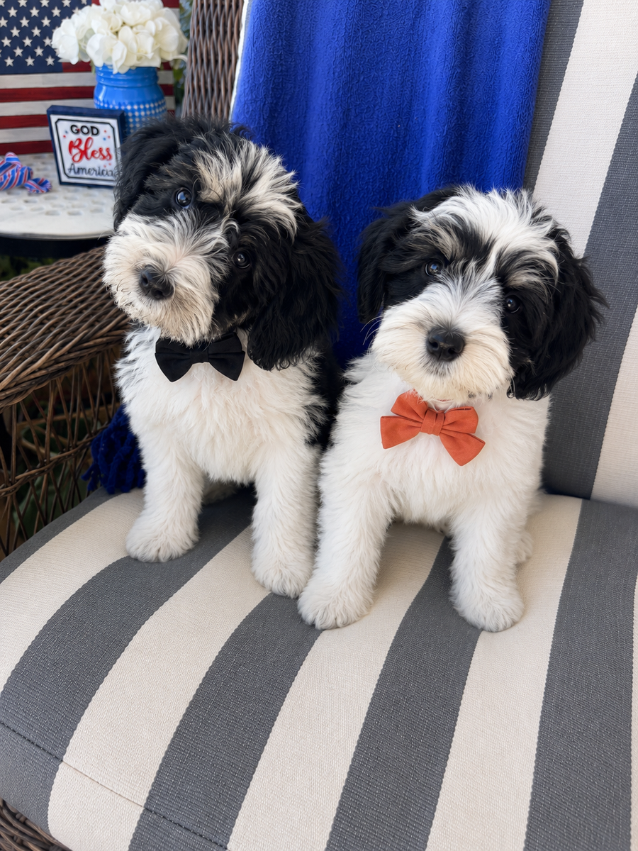 Schnauzer puppies
