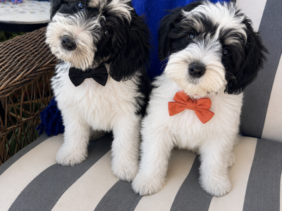 Schnauzer puppies