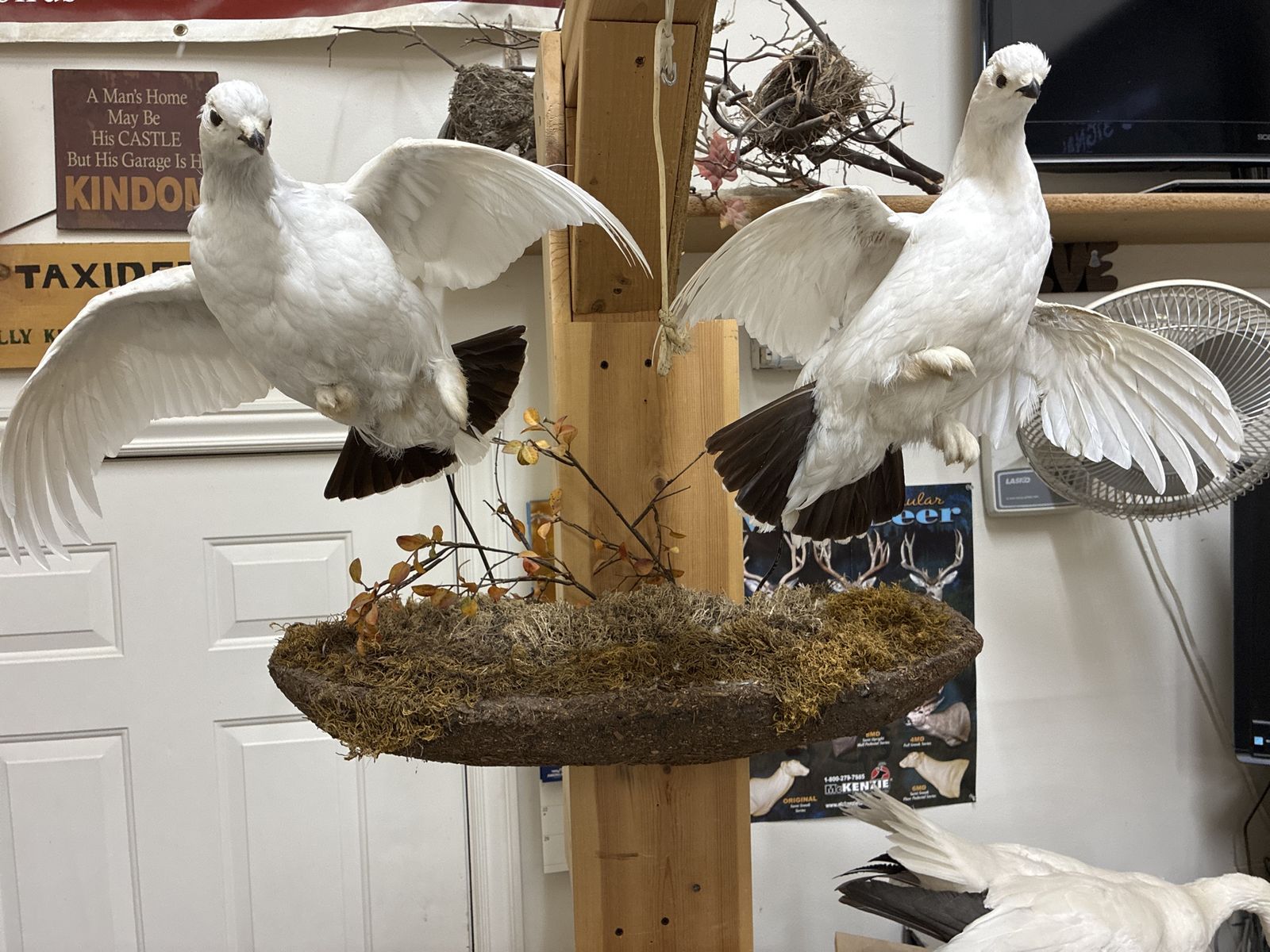 Ptarmigan pair taxidermy scene 