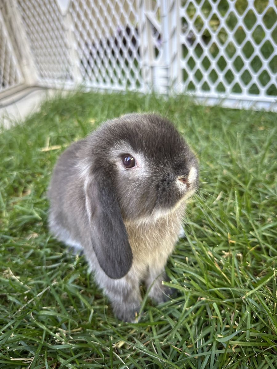 Holland Lop, purebred black otter doe (female)